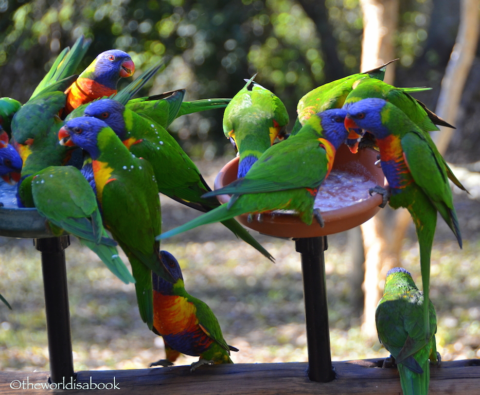 Lorikeet feeding Lone Pine