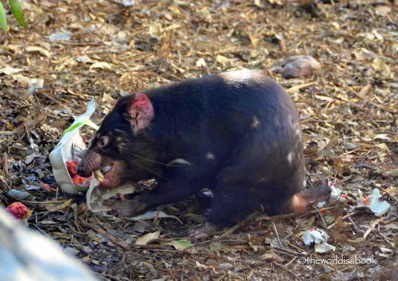 Tasmanian Devil Lone Pine