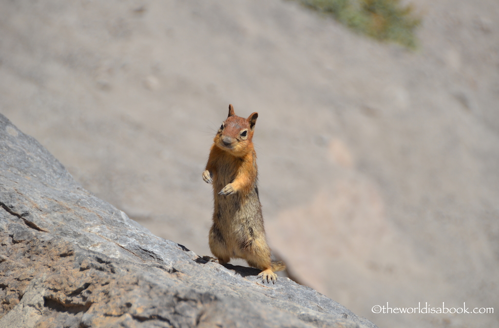 Crater Lake ground squirrel