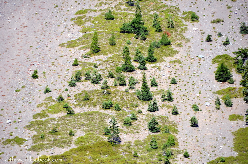 Crater Lake pines
