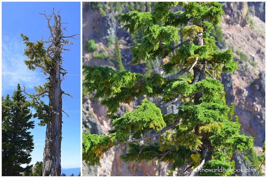 Crater Lake whitebark pine