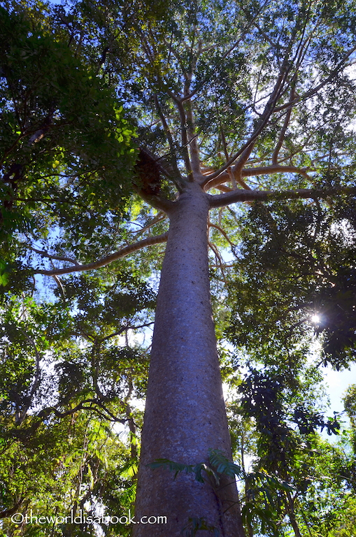 Kauri Pine