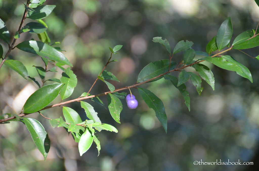 Rainforest berries