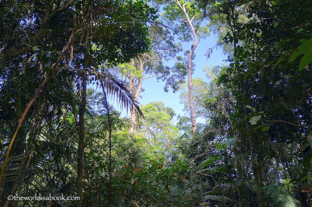 Rainforest canopy Skyrail