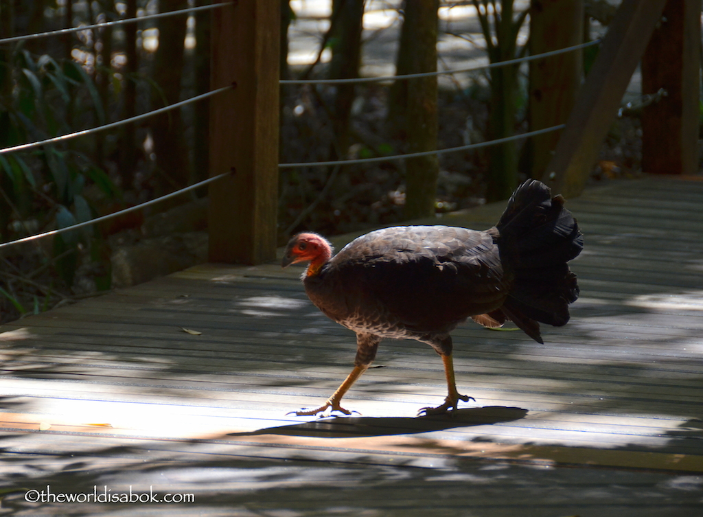 Rainforest turkey