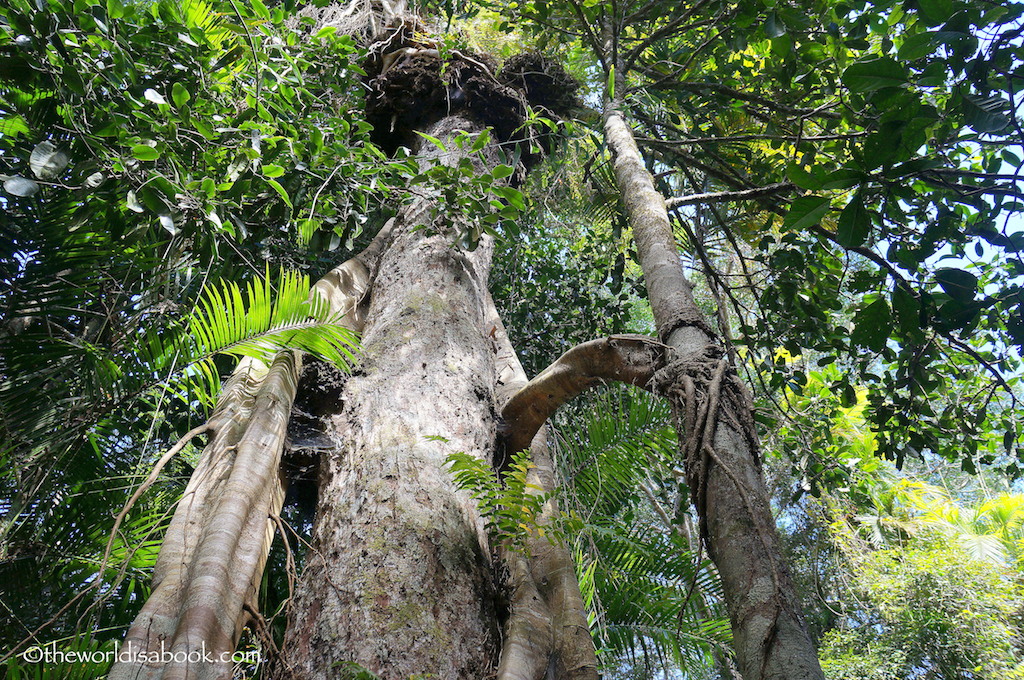 Skyrail tropical rainforest