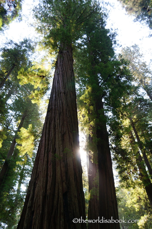 California Redwoods