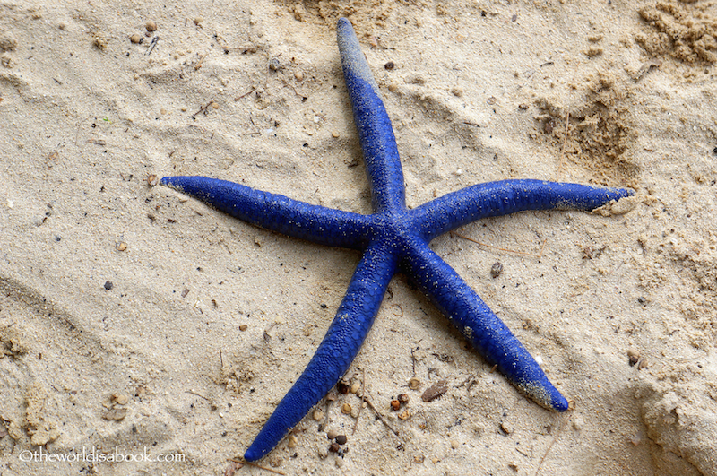 Guam Blue Star Fish