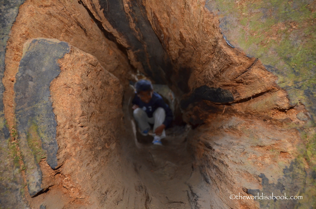 Inside the Redwood tree