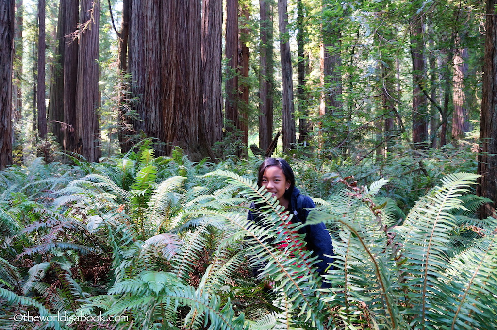 Redwood National Park ferns