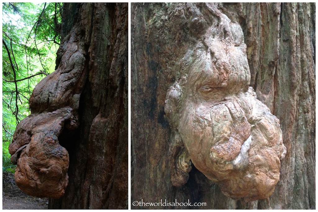 Redwood National Park growth