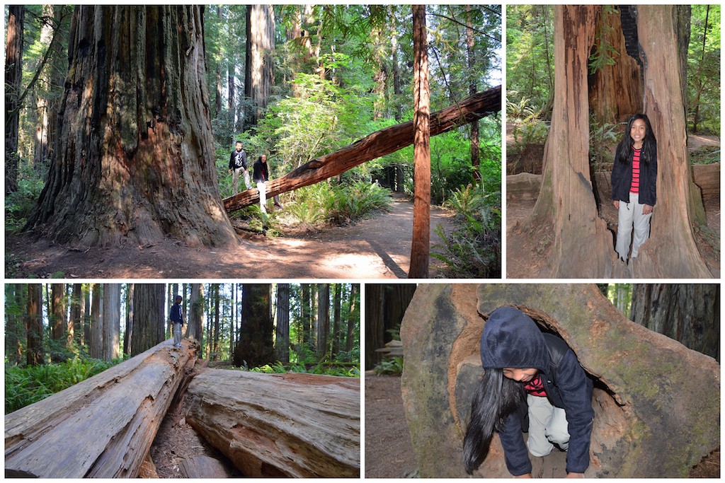 Redwood National Park with kids