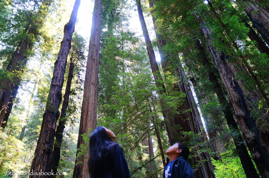 Redwood National State Park with kids