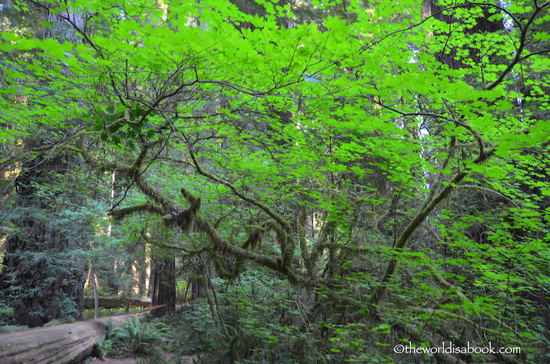 Redwood National park