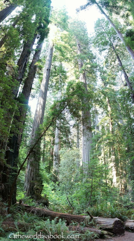 Redwood Stout Grove Trail