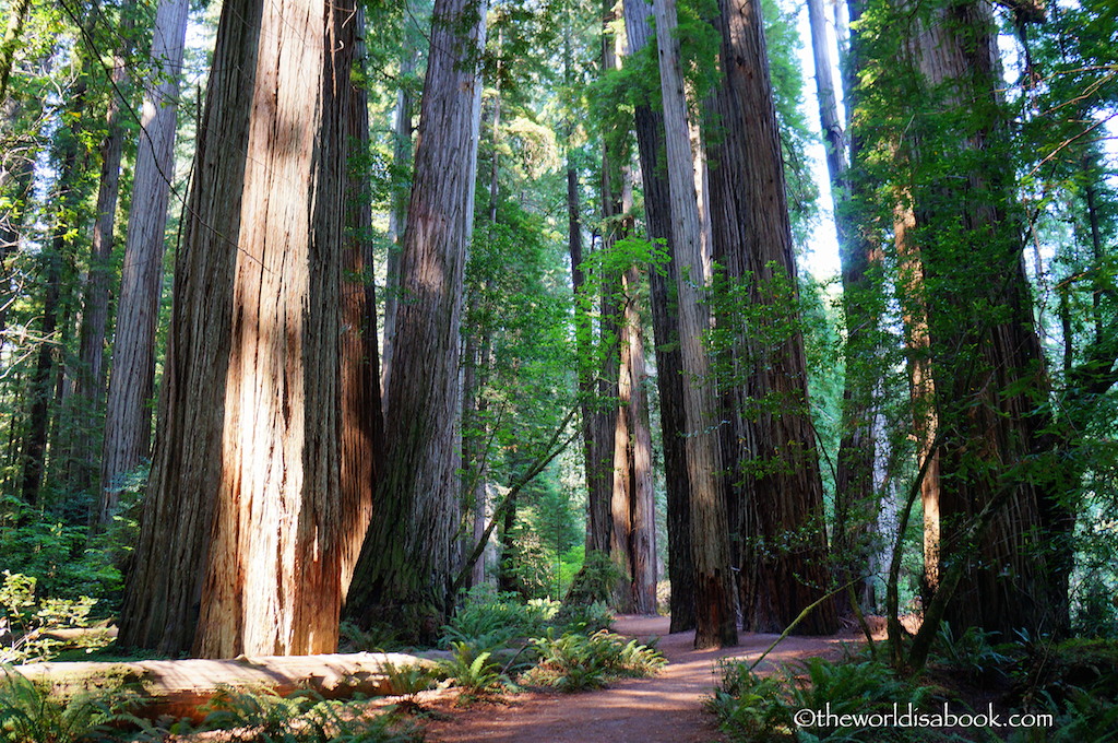 Standing Among the Redwoods at Stout Grove Trail - The World Is A Book