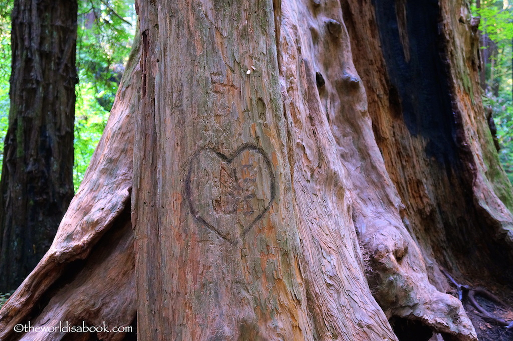 Redwood tree grafitti