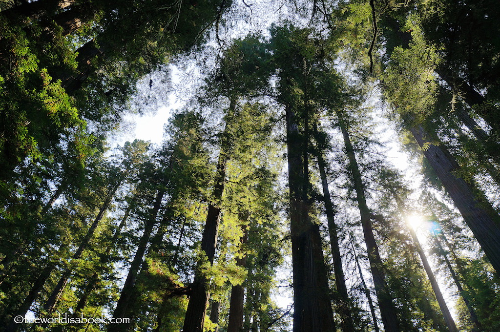 Stout Grove Trail redwood