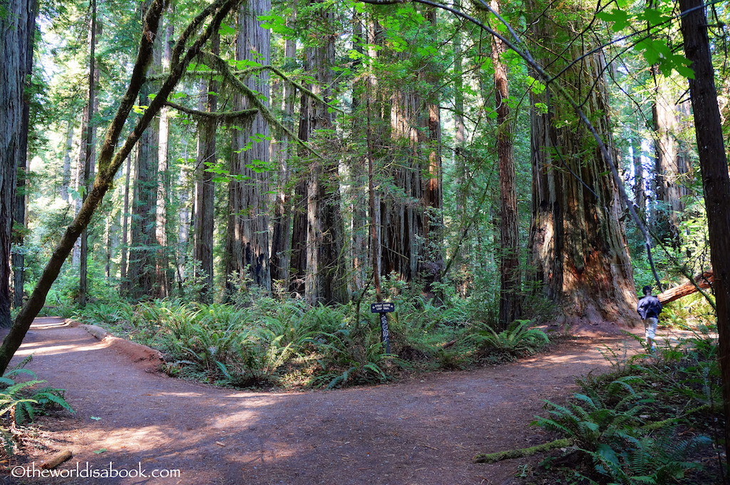 Stout Grove Trail redwood