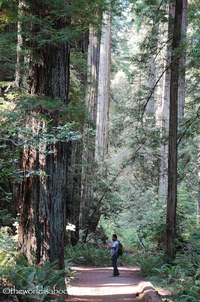 Stout grove trail redwood state park