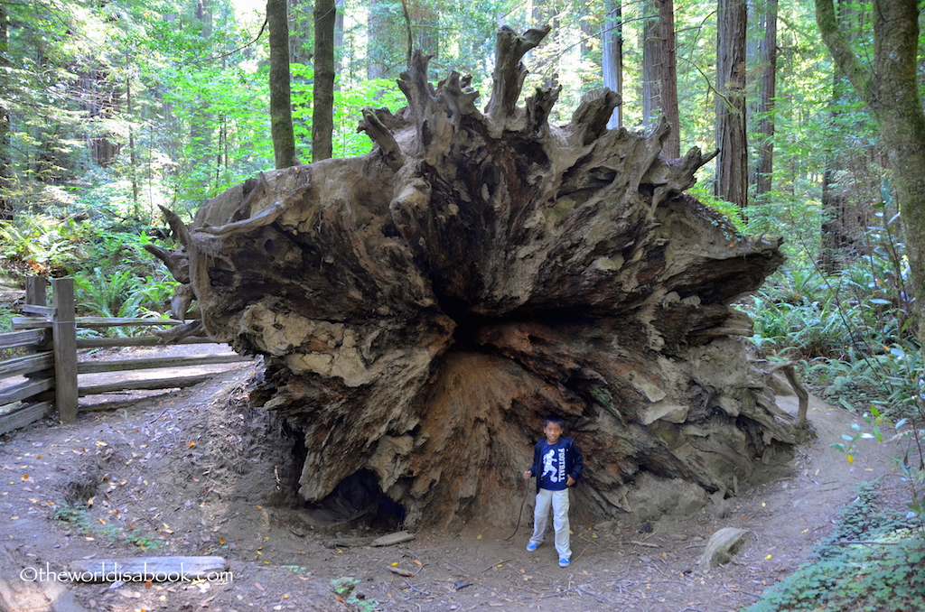 redwood tree root