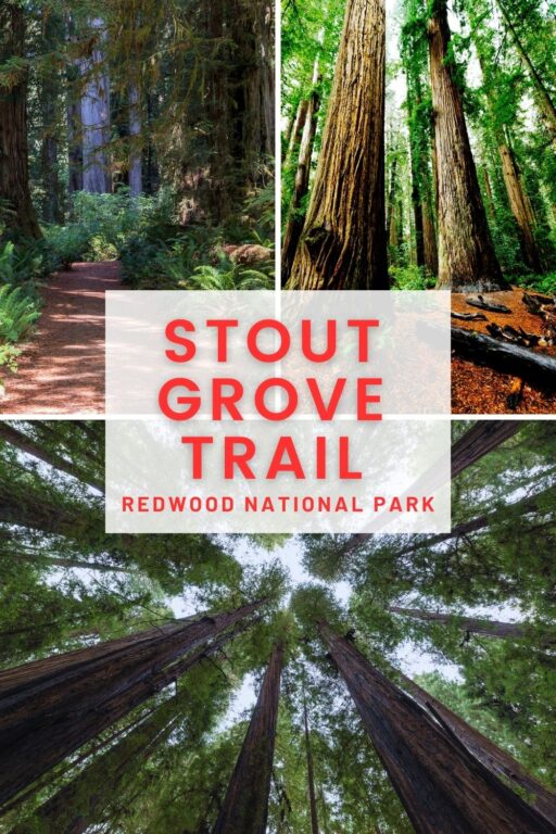 stout grove trail redwood national park