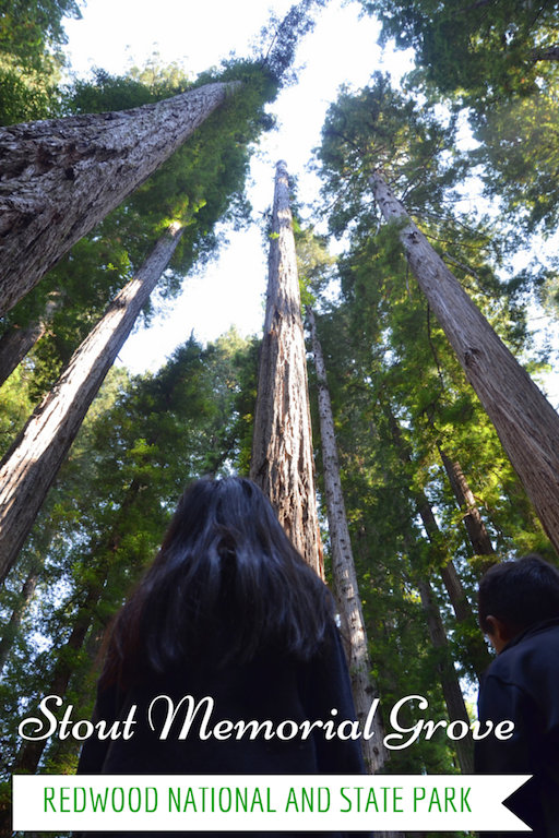 stout memorial grove trail