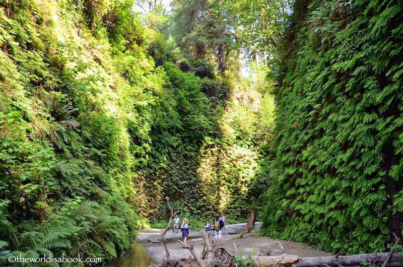 Fern Canyon Redwood National Park