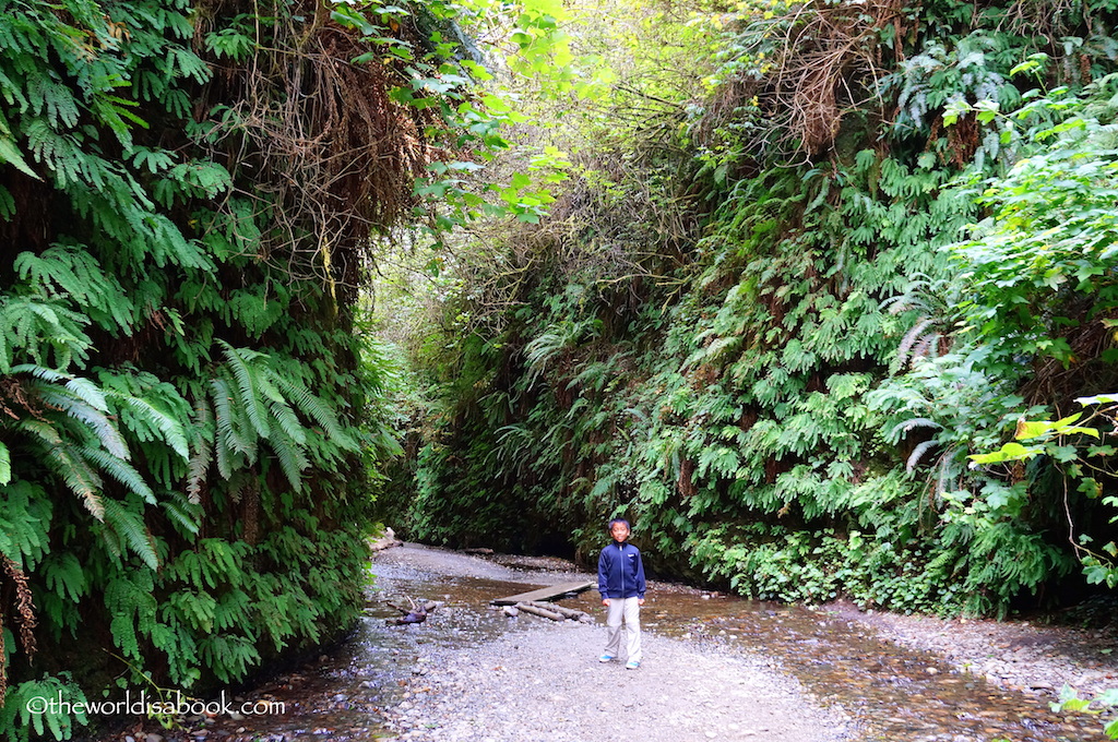 Fern Canyon Trail with kids