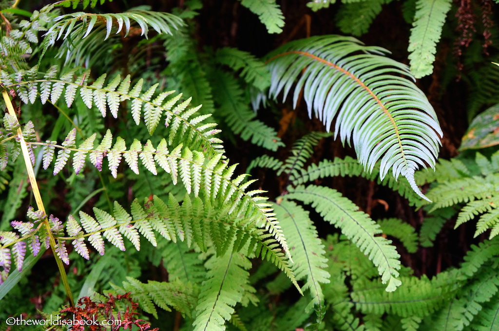 Fern Canyon ferns