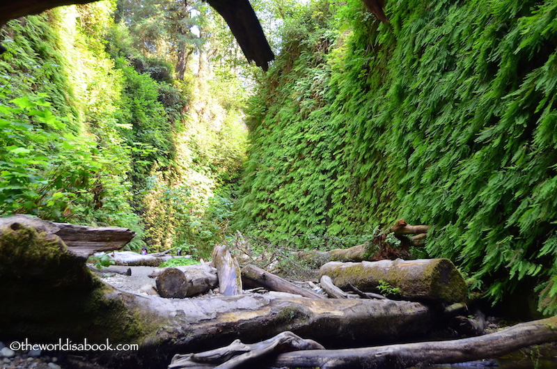 Fern Canyon logs