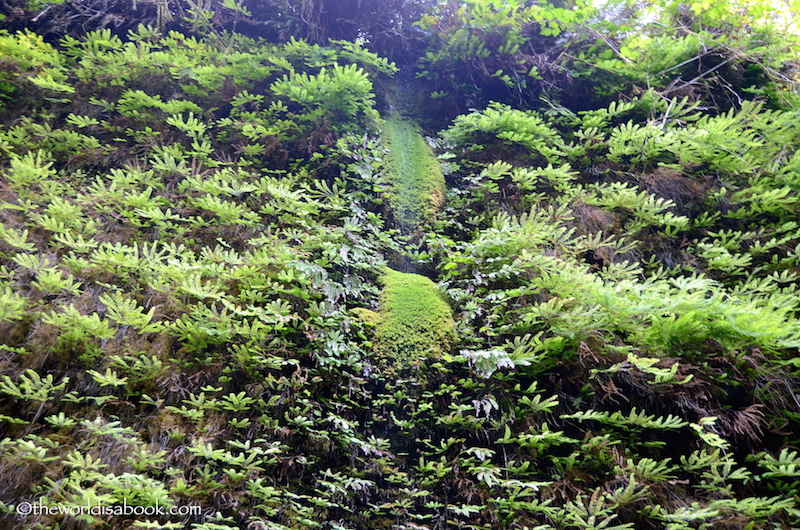 Fern Canyon moss
