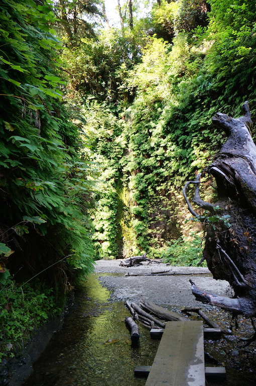 Fern Canyon redwood