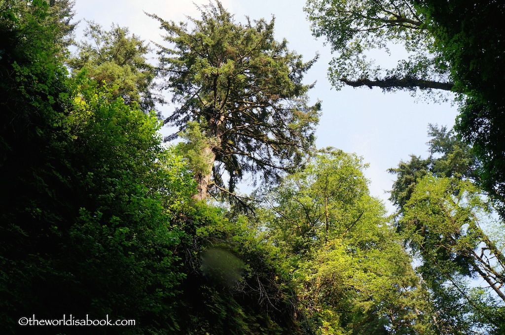 Fern Canyon towering trees