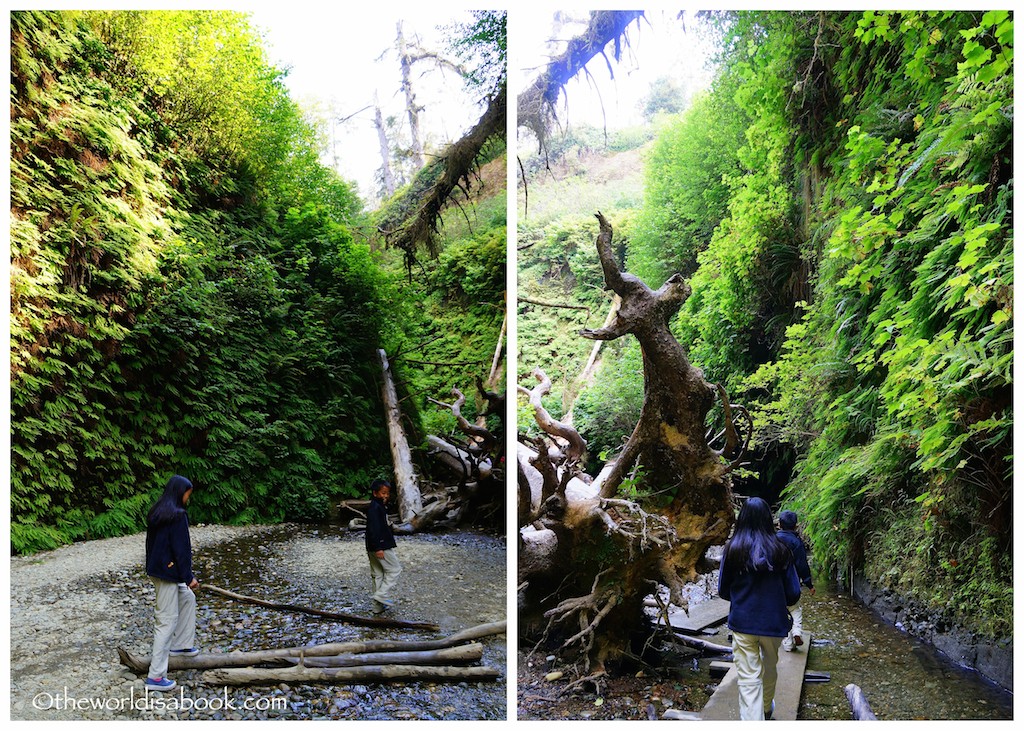 Fern Canyon with kids footbridges