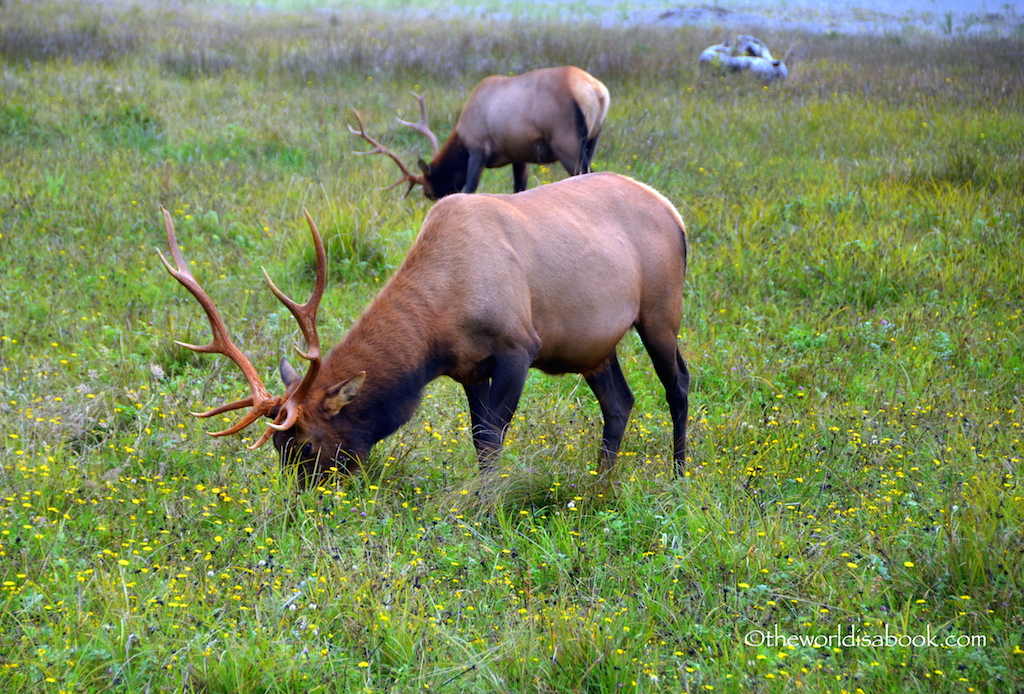 Prairie Creek State Park bull elk
