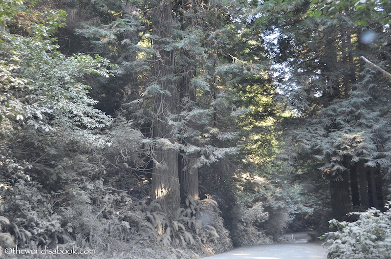Redwood National Park dirt road