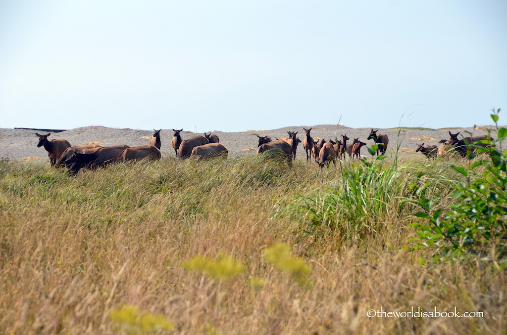 Roosevelt elk Gold Bluffs Beach