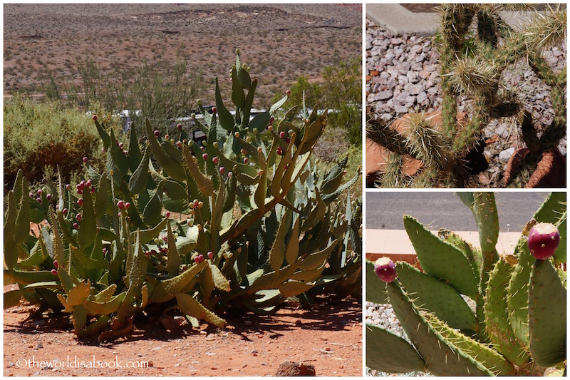 Valley of Fire State Park cacti