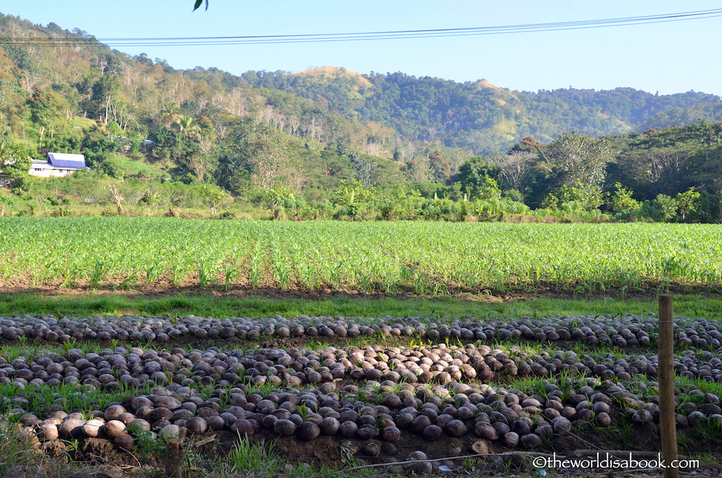 Fiji farmland