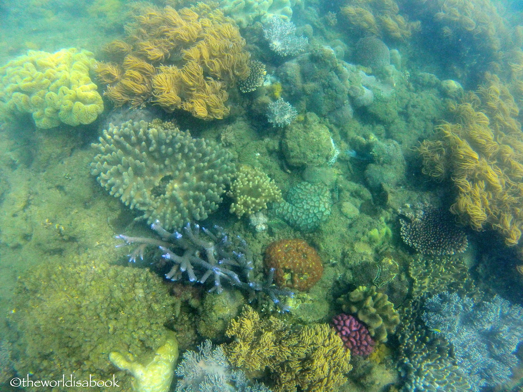 Fitzroy coral reef