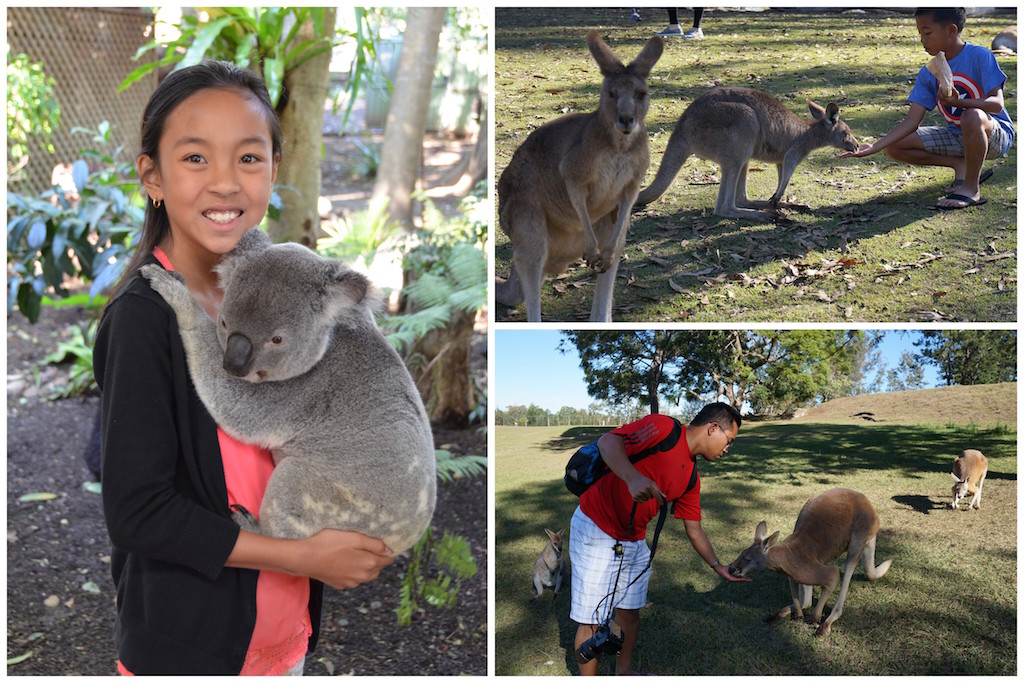 Lone Pine Koala sanctuary