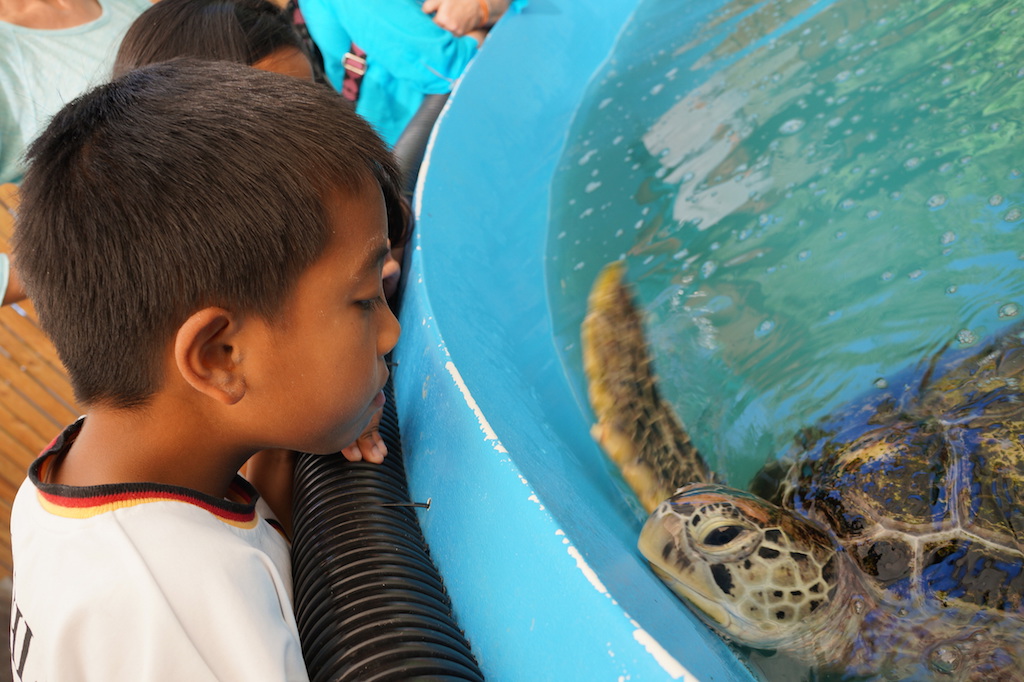 Fitzroy Island Turtle Rehab