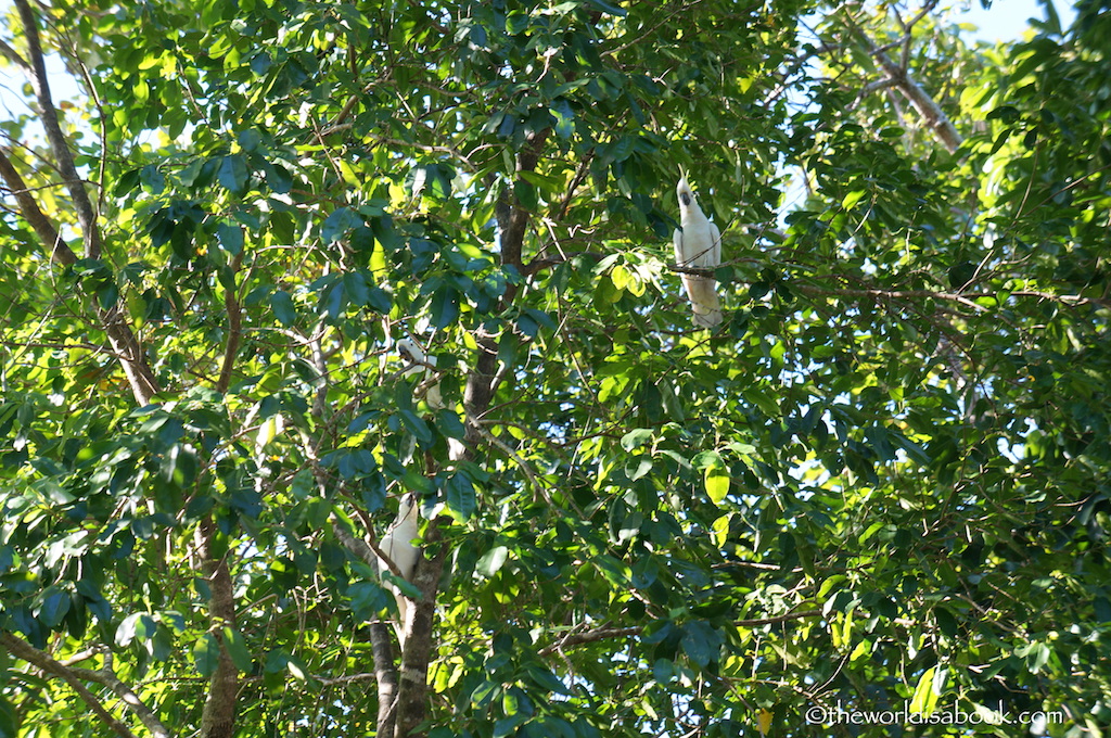 white sulphur-crested cockatoos 