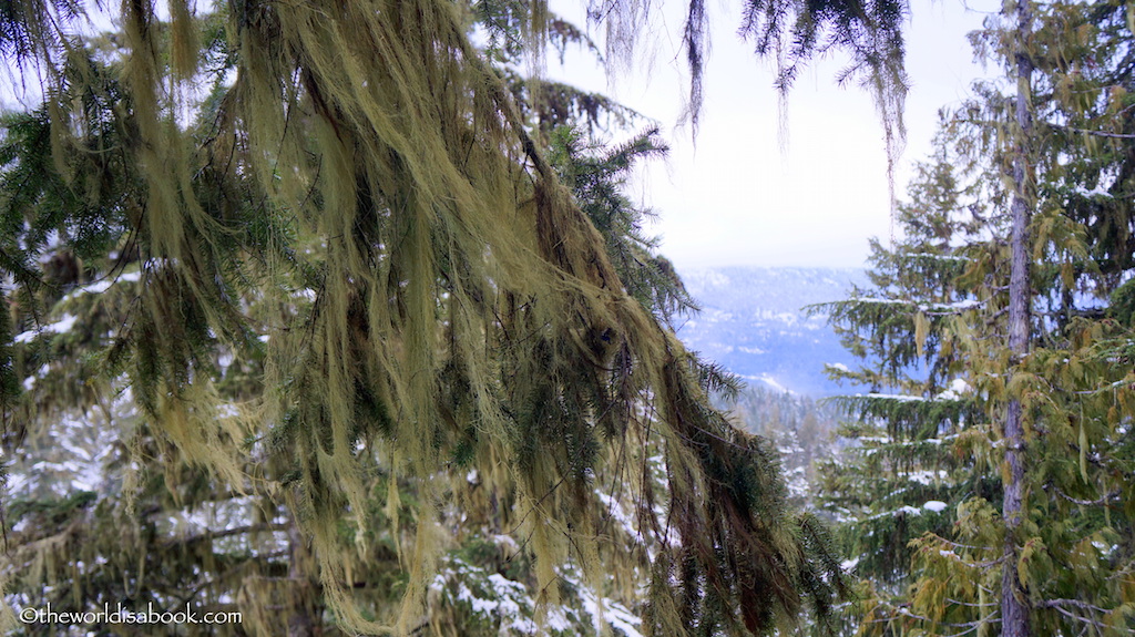 Whistler lichen