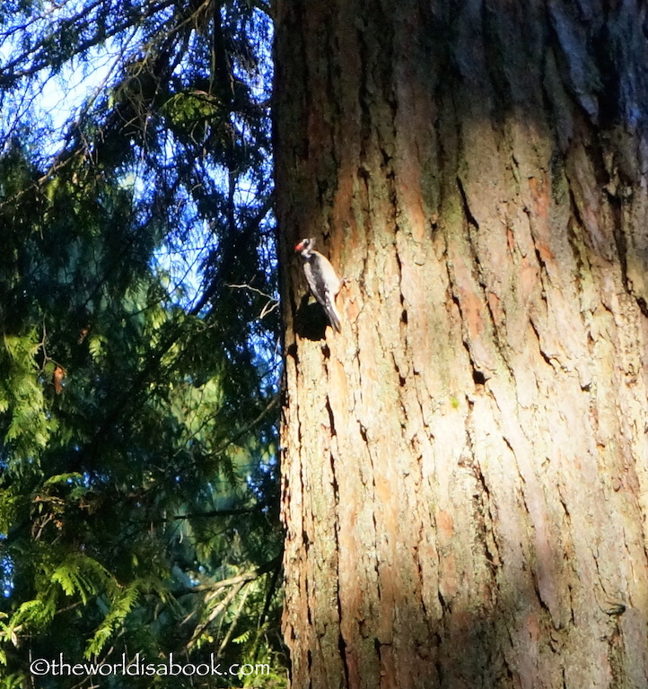 Capilano Bridge woodpecker