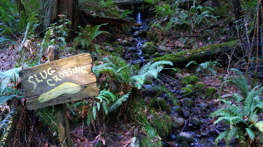 Capilano Slug crossing