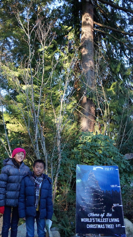 Capilano Suspension Bridge Christmas tree