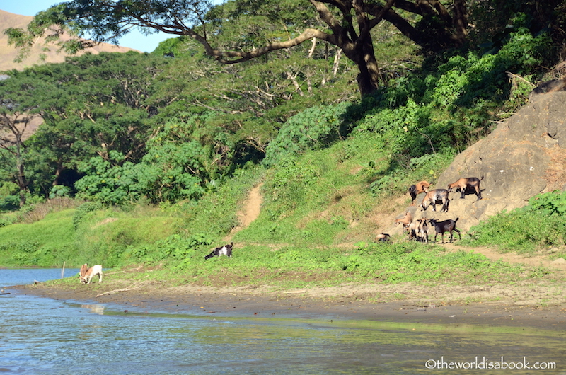 Fiji river goats