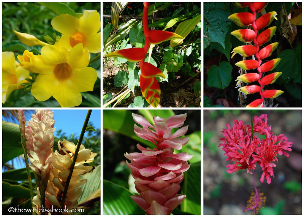 GUAM tropical flowers